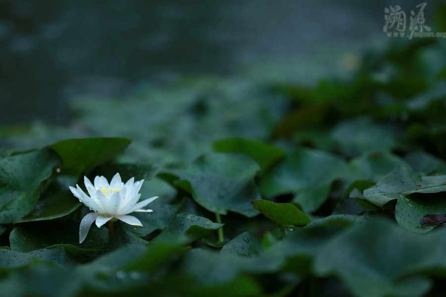 妙祥法师：邪婬有种种罪过，命终堕落三途，在家居士当远离邪婬